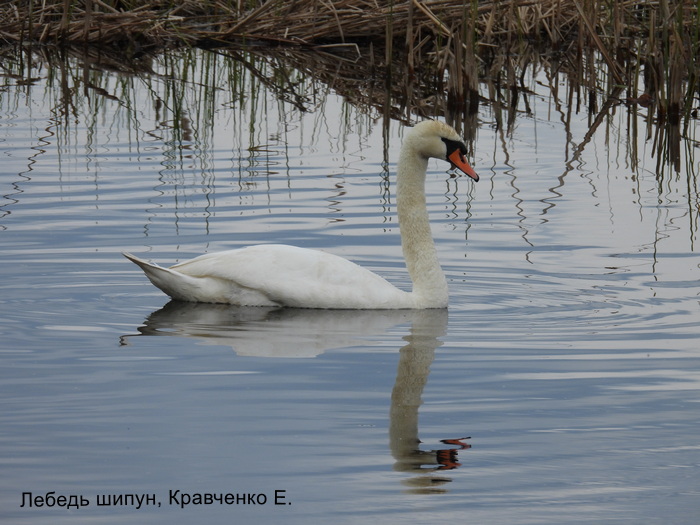 Лебедь шипун, Кравченко Е.