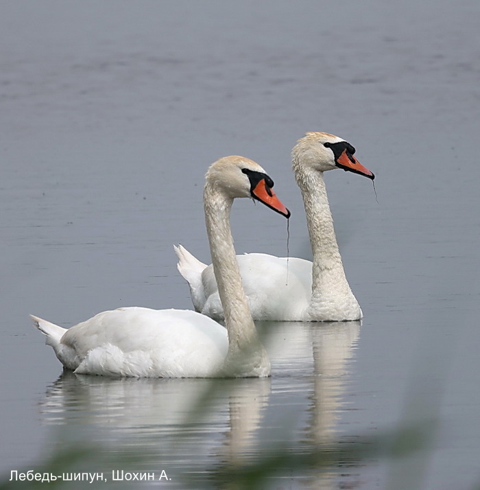 Лебедь-шипун, Шохин А. (1)