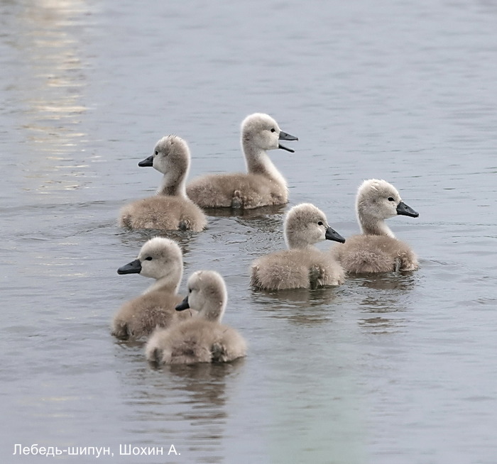 Лебедь-шипун, Шохин А. (2)