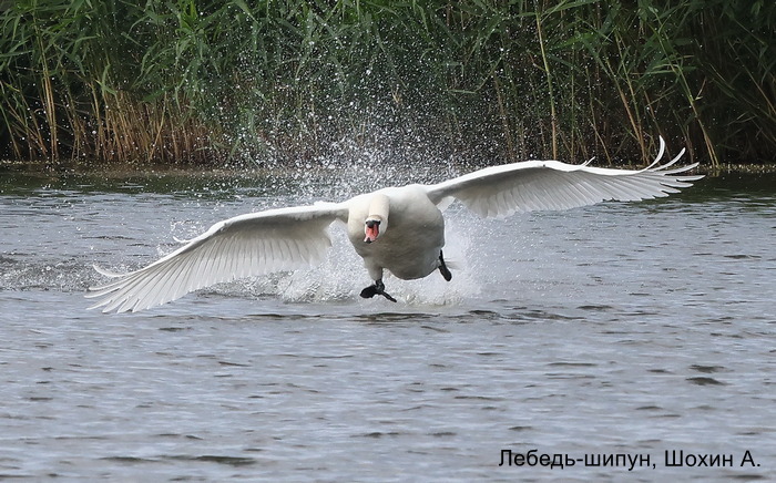 Лебедь-шипун, Шохин А.