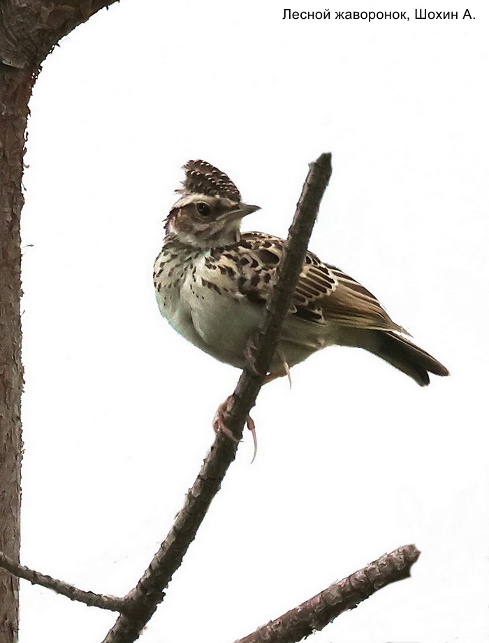 Лесной жаворонок, Шохин А.