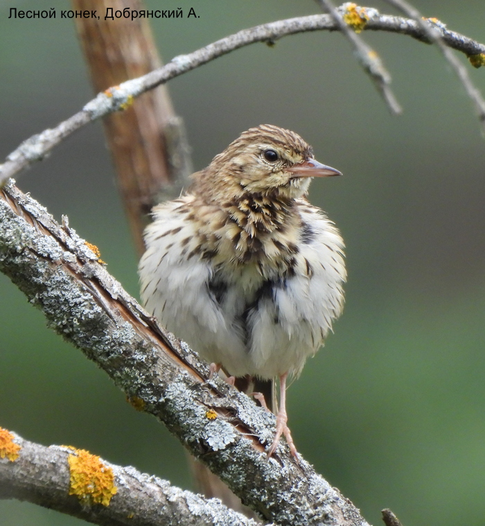 Лесной конек, Добрянский А.