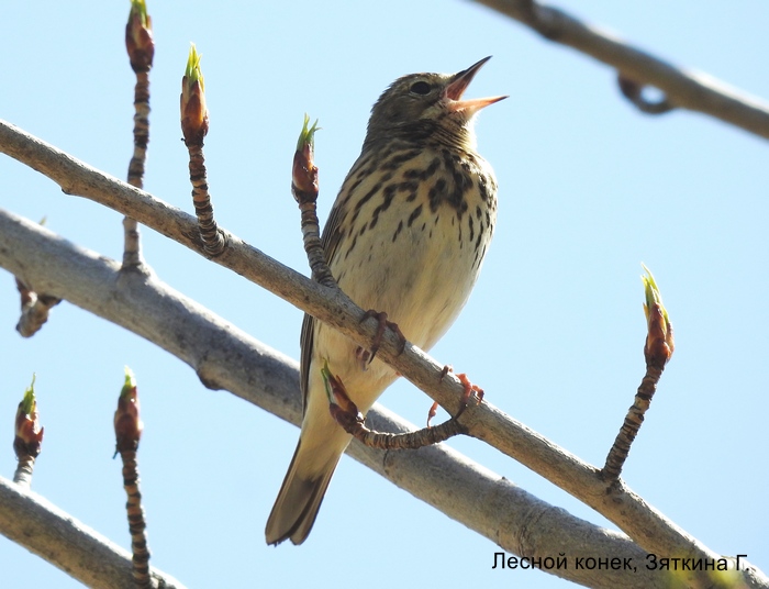 Лесной конек, Зяткина Г.