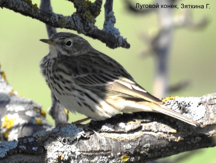 Луговой конек, Зяткина Г.
