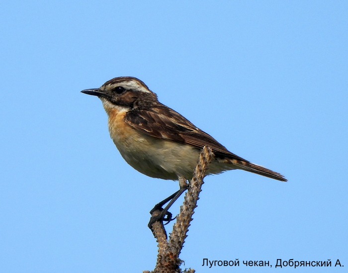 Луговой чекан, Добрянский А.