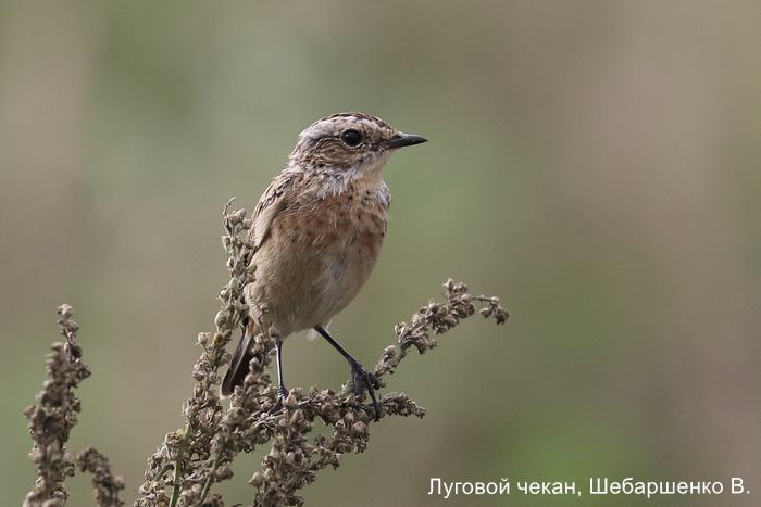 Луговой чекан, Шебаршенко В.