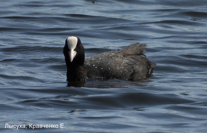 Лысуха, Кравченко Е.