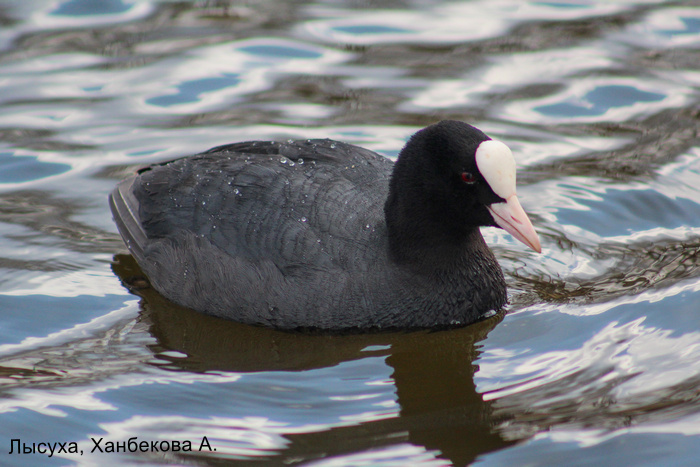 Лысуха, Ханбекова А.