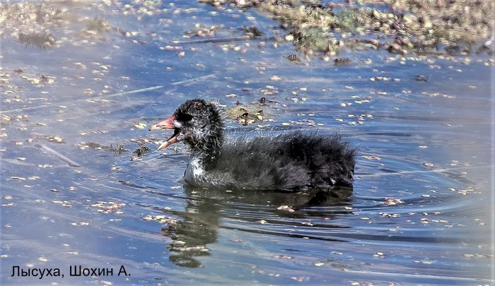 Лысуха, Шохин А.