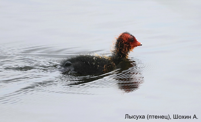 Лысуха (птенец), Шохин А.
