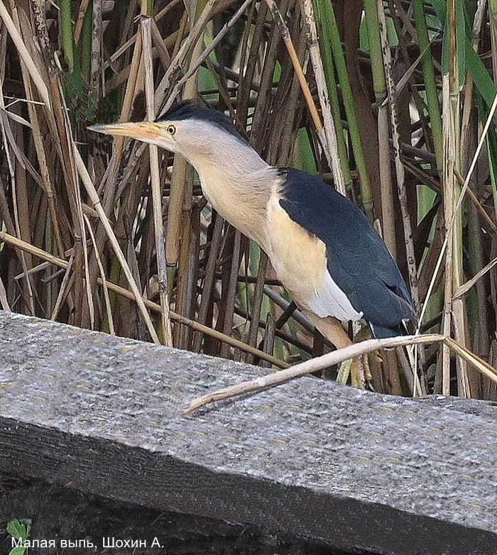 Малая выпь, Шохин А.