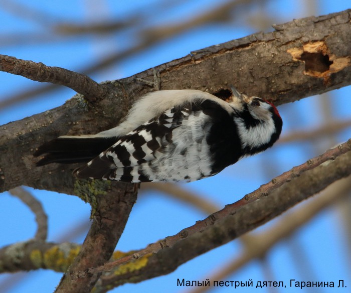 Малый пестрый дятел, Гаранина Л.