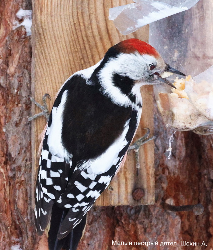 Малый пестрый дятел, Шохин А.