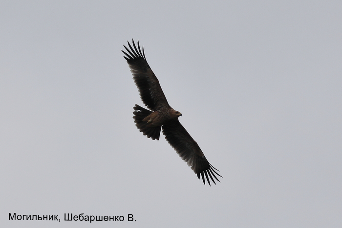 Могильник, Шебаршенко В.