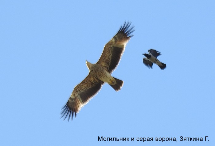 Могильник и серая ворона, Зяткина Г.