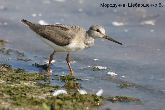 Мородунка, Шебаршенко В. (2)