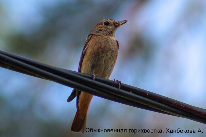 Обыкновенная горихвостка, Ханбекова А.