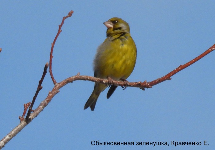 Обыкновенная зеленушка, Кравченко Е