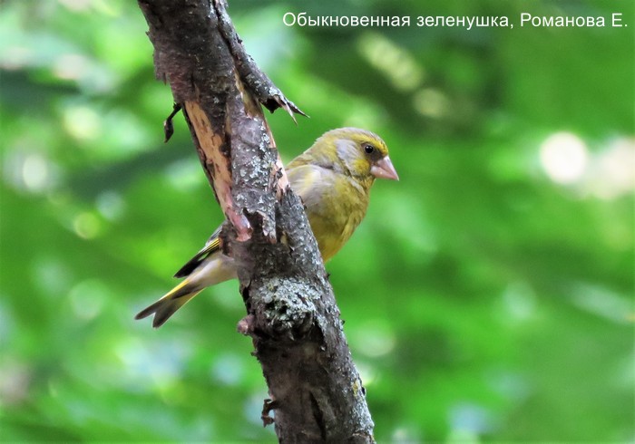 Обыкновенная зеленушка, Романова Е.