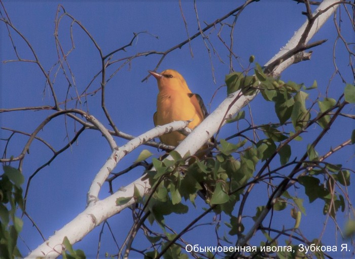 Обыкновенная иволга, Зубкова Я.