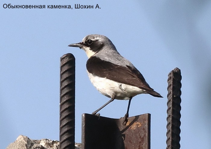 Обыкновенная каменка, Шохин А.