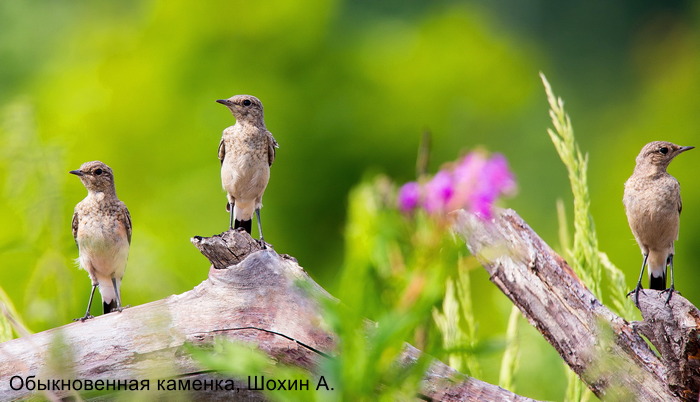 Обыкновенная каменка, Шохин А.