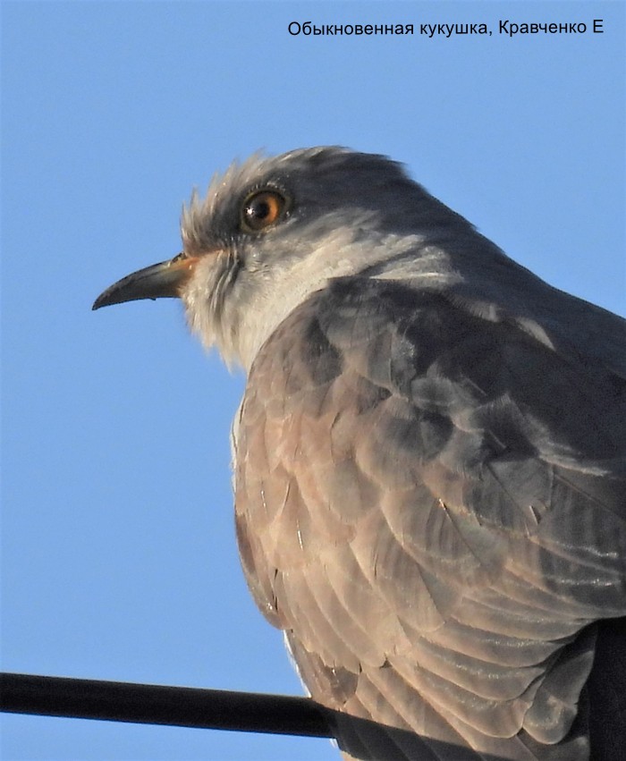Обыкновенная кукушка, Кравченко Е