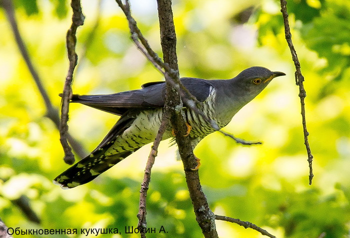 Обыкновенная кукушка, Шохин А. (1)