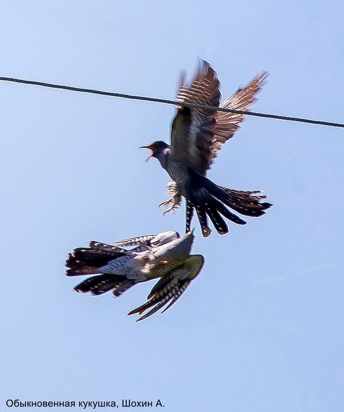 Обыкновенная кукушка, Шохин А. (2)