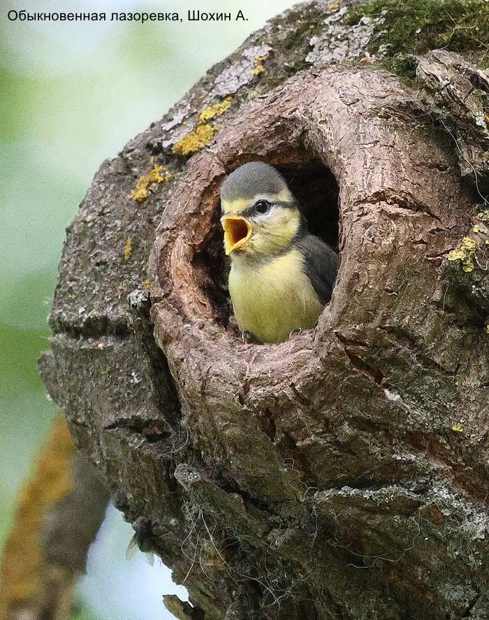 Обыкновенная лазоревка, Шохин А. (2)