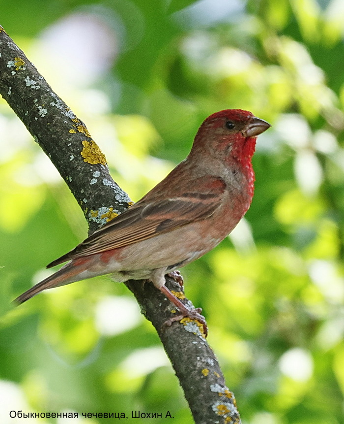 Обыкновенная чечевица, Шохин А.