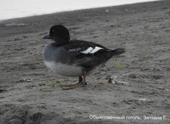 Обыкновенный гоголь, Зяткина Г.