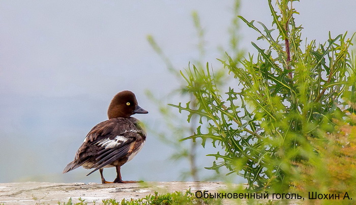 Обыкновенный гоголь, Шохин А.