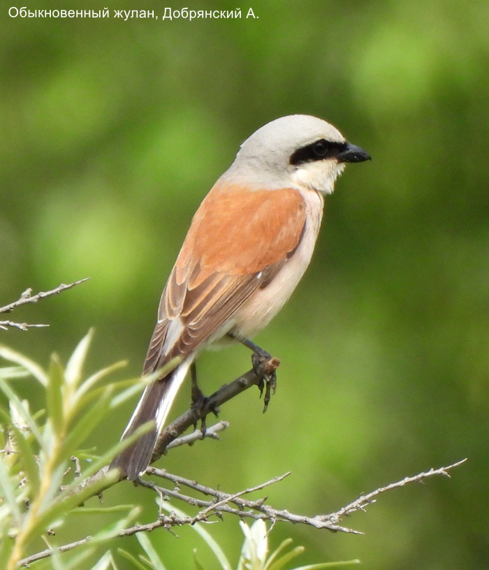 Обыкновенный жулан, Добрянский А.
