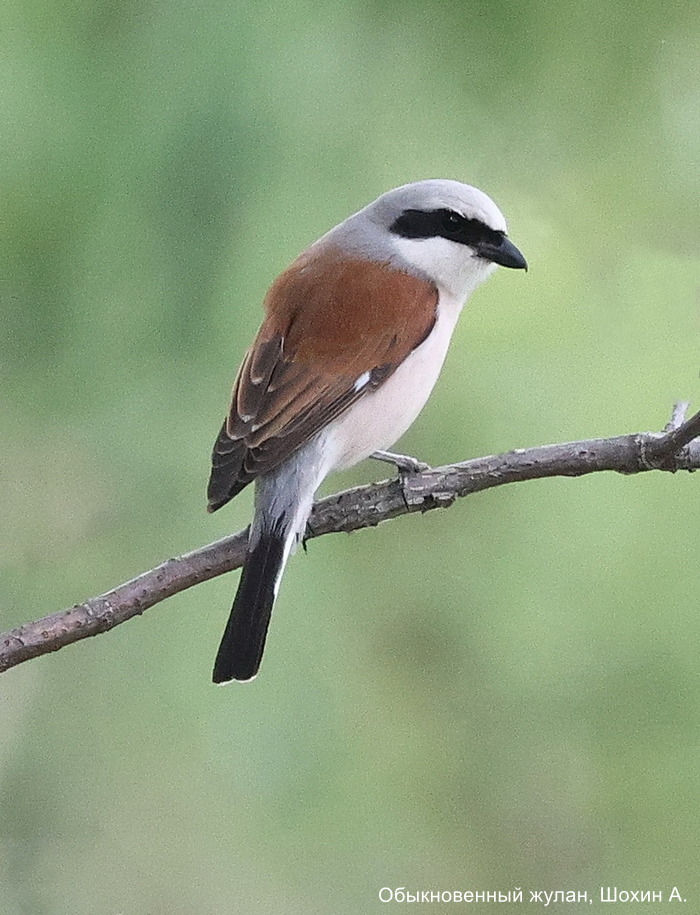 Обыкновенный жулан, Шохин А.