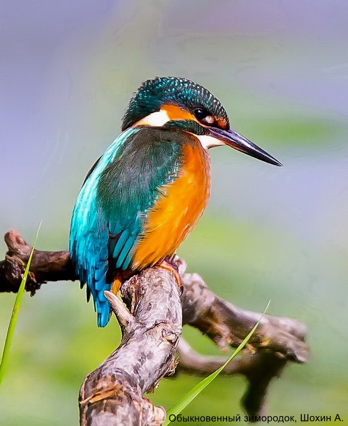Обыкновенный зимородок, Шохин А.