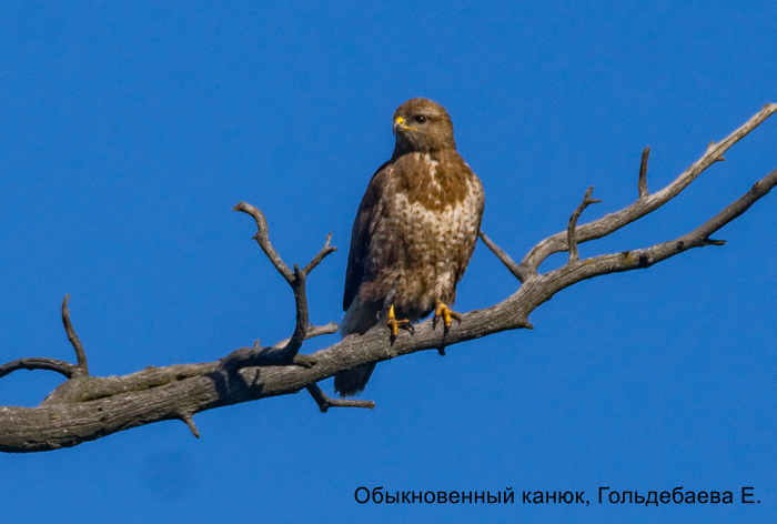 Обыкновенный канюк, Гольдебаева Е.