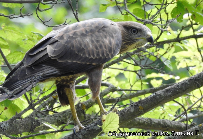 Обыкновенный канюк, Зяткина Г.