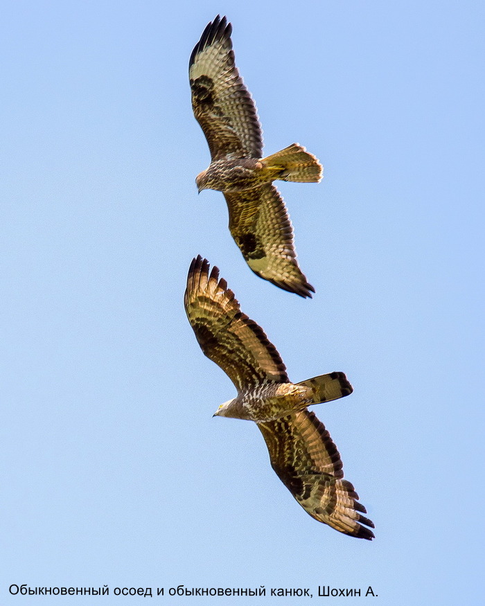 Обыкновенный осоед и обыкновенный канюк, Шохин А.