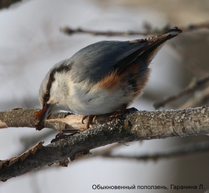 Обыкновенный поползень, Гаранина Л.