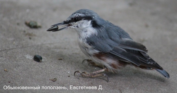 Обыкновенный поползень, Евстегнеев Д.