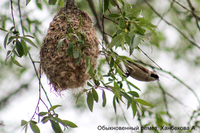 Обыкновенный ремез, Ханбекова А.