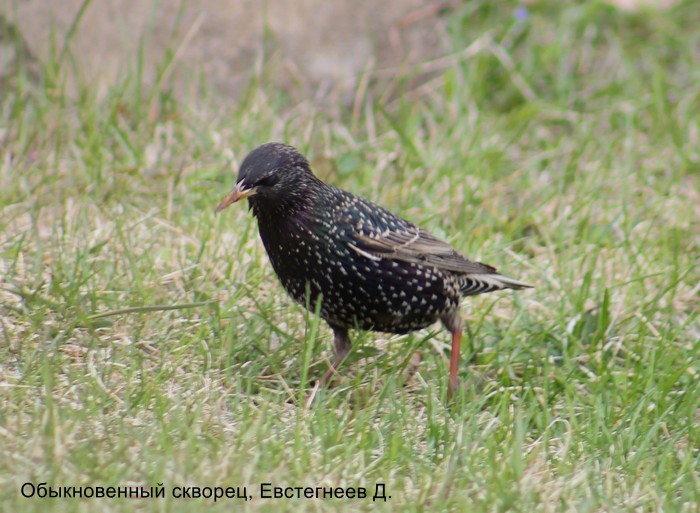 Обыкновенный скворец, Евстегнеев Д.