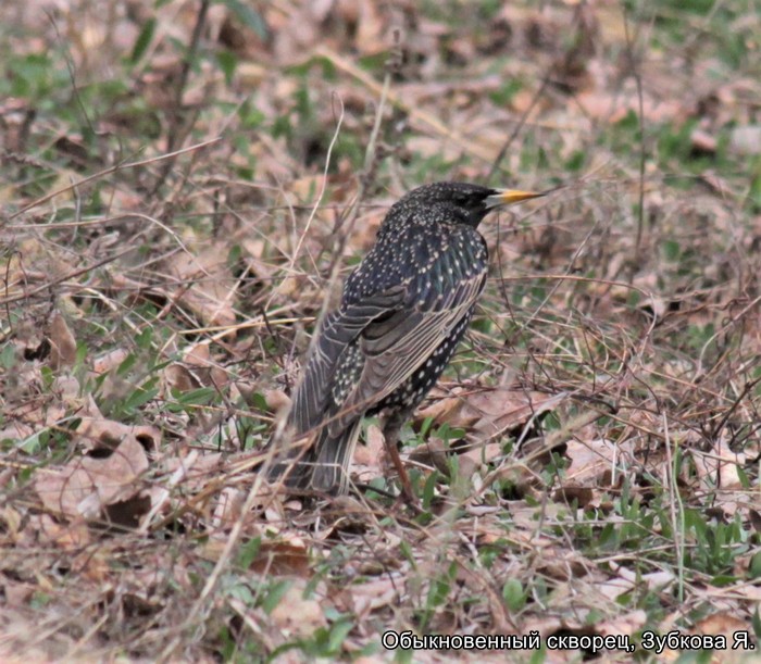 Обыкновенный скворец, Зубкова Я.