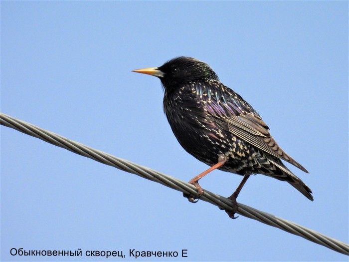 Обыкновенный скворец, Кравченко Е