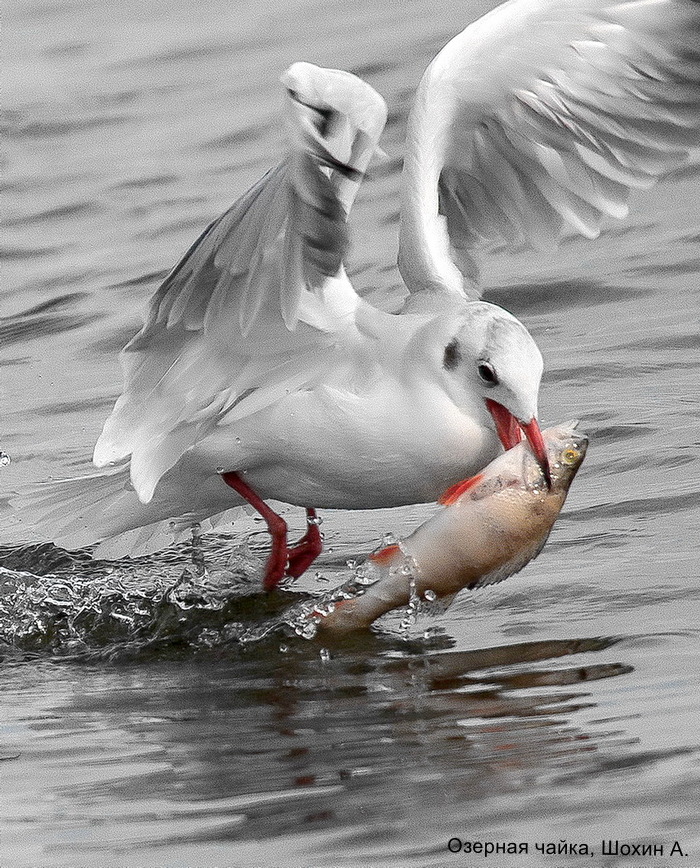 Озерная чайка, Шохин А.