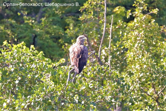 Орлан-белохвост, Шебаршенко В.