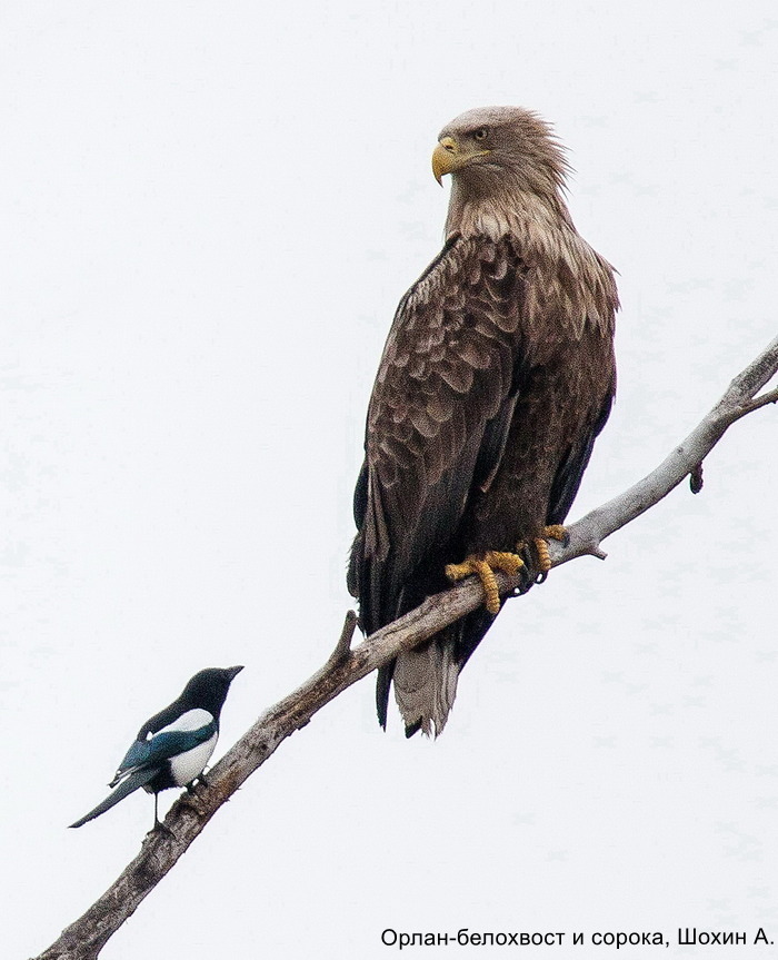 Орлан-белохвост и сорока, Шохин А.