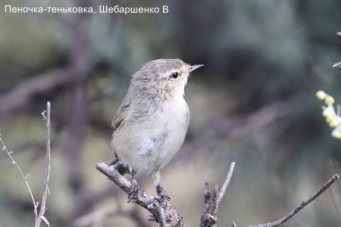 Пеночка-теньковка, Шебаршенко В.