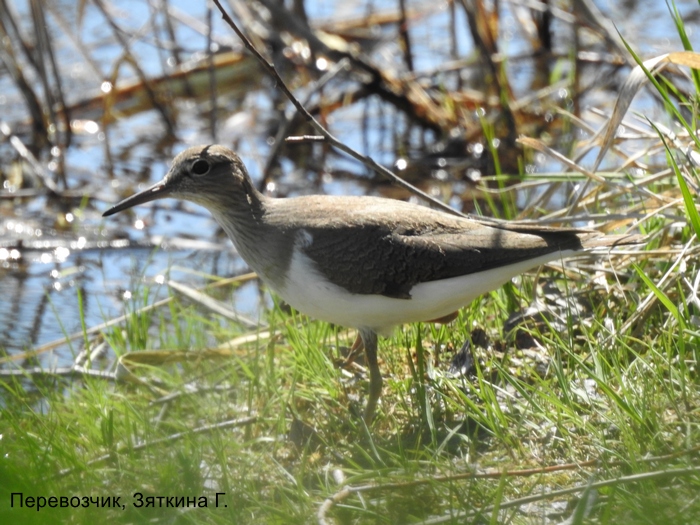 Перевозчик, Зяткина Г.